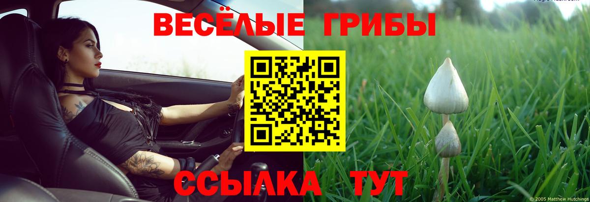 Псилоцибиновые грибы GOLDEN TEACHER  Вход с VPN  Богданович  Псилоцибиновые грибы прущие грибы 